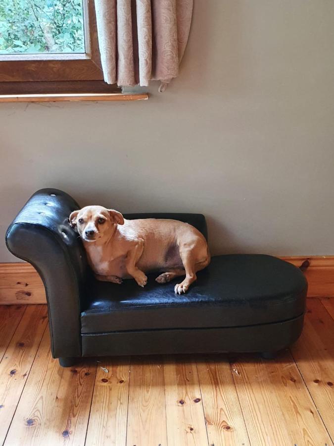 Stay With Your Pet Killarney Luaran gambar